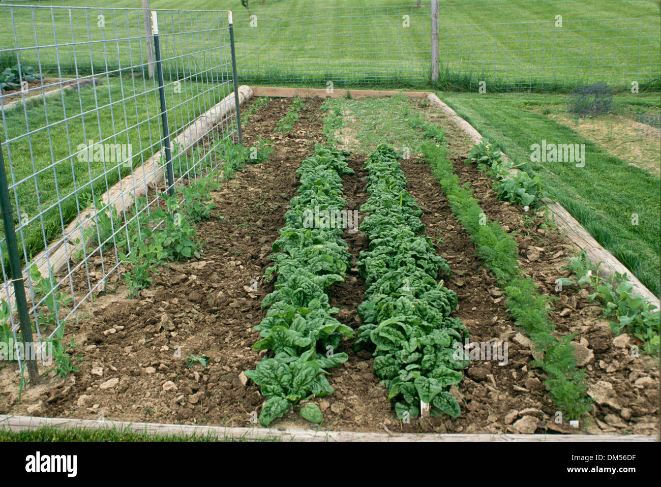 La laitue et les épinards dans le jardin communautaire avec de l'aneth et les haricots bientôt suivre dans jardin bien entretenu, Missouri, États-Unis Banque D'Images