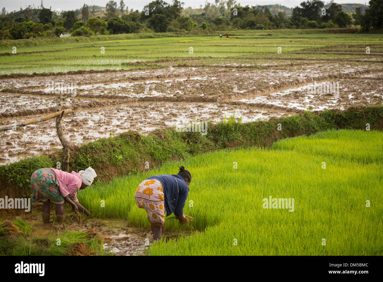 Transplantation agriculteurs tiges de riz dans les régions rurales du district de Vatomandry, Madagascar. Banque D'Images