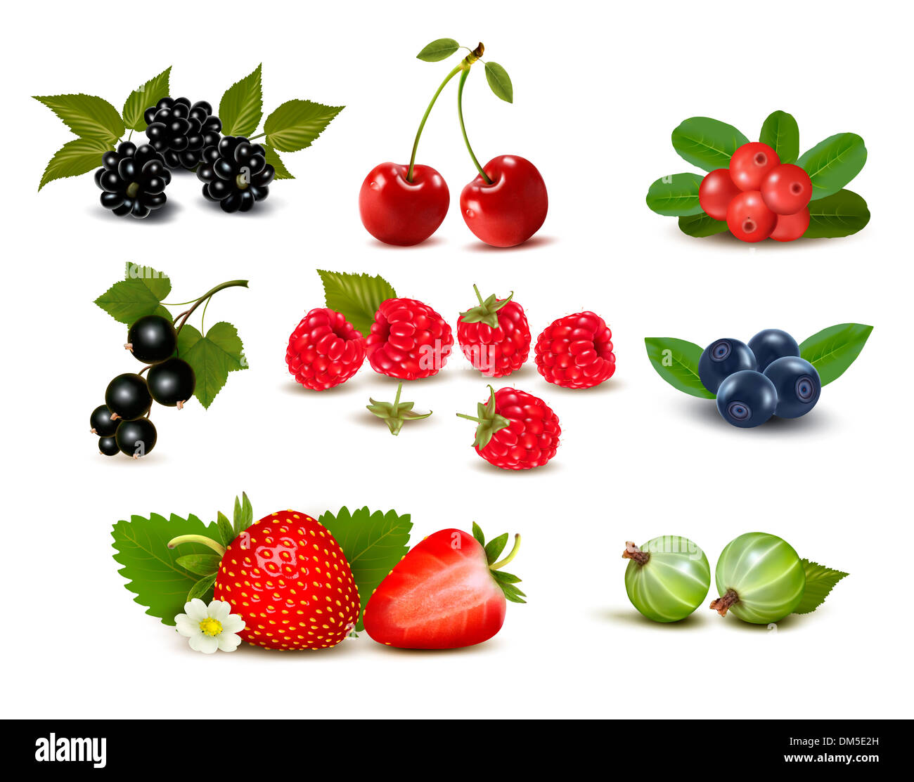 Grand groupe de baies fraîches et de cerises. Vector illustration Banque D'Images