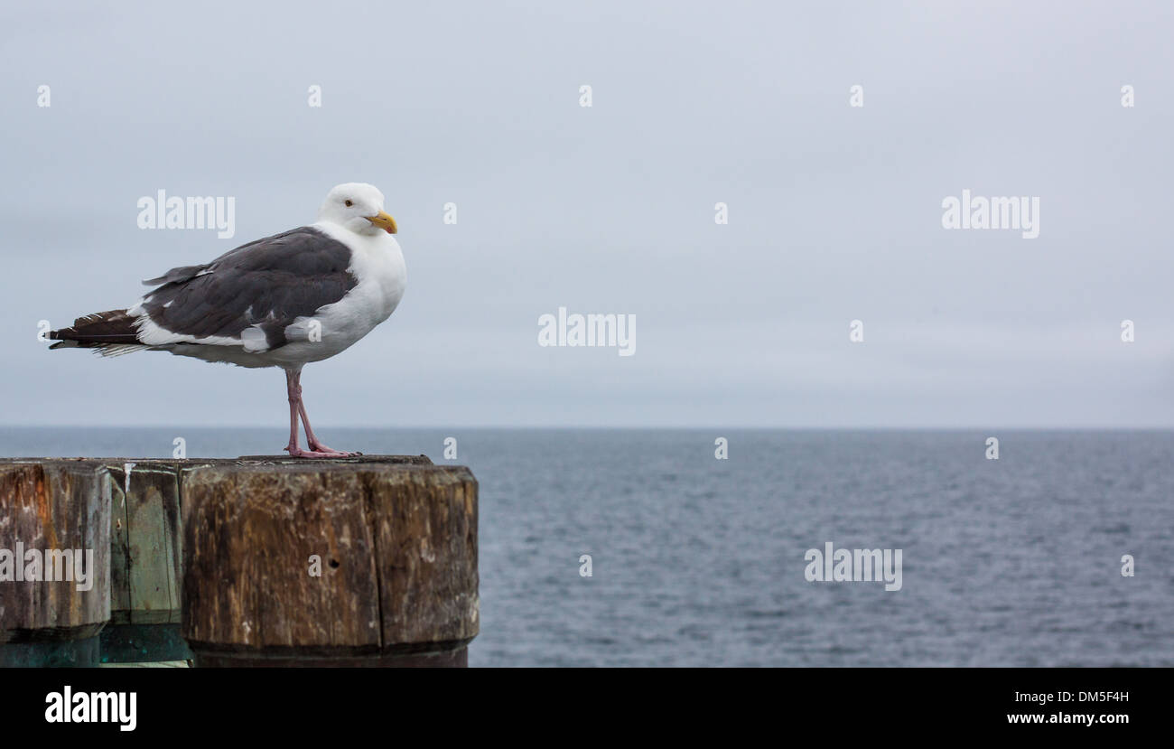 Mouette pose un jour nuageux - orientation horizontale avec mouette dans l'avant-plan et de l'océan Pacifique dans l'arrière-plan Banque D'Images
