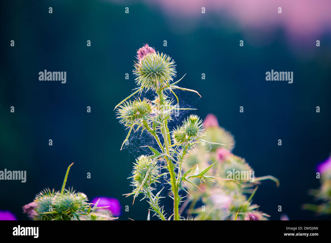 Thistle flower est une plante sur un fond sombre Banque D'Images