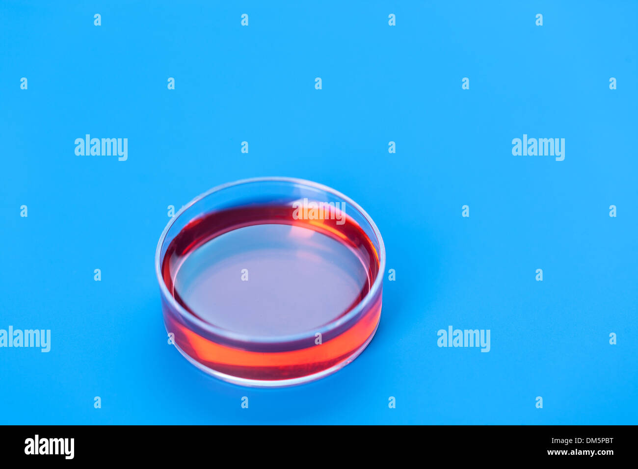 Pétri avec des échantillons pour le séquençage d'ADN Banque D'Images