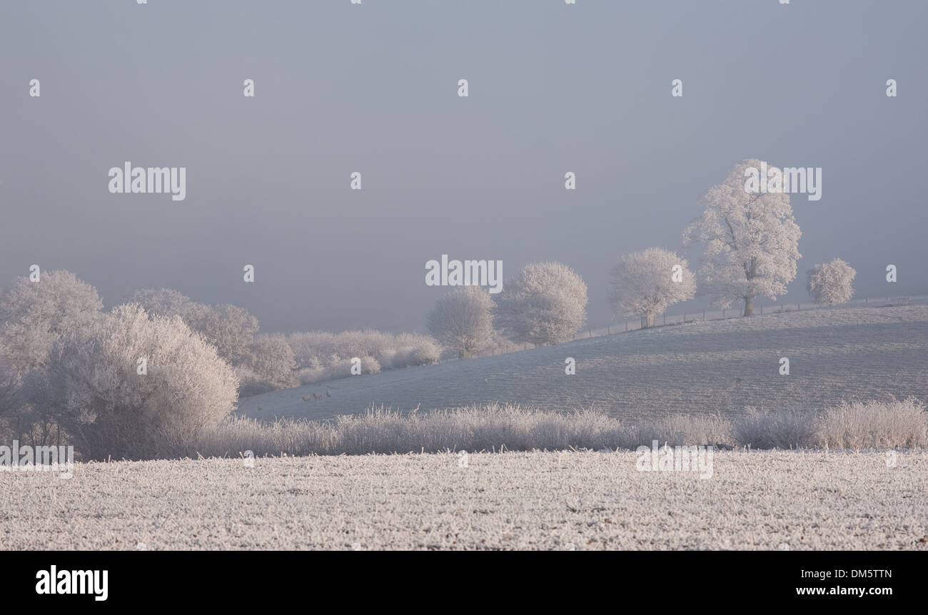 Givre sur les arbres, Cotswolds, Gloucestershire, Angleterre. Banque D'Images