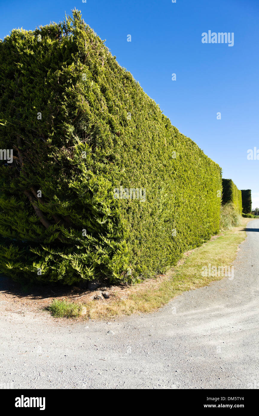 Un brise-vent traditionnel dans la région de Canterbury de l'île du sud de la Nouvelle-Zélande Banque D'Images