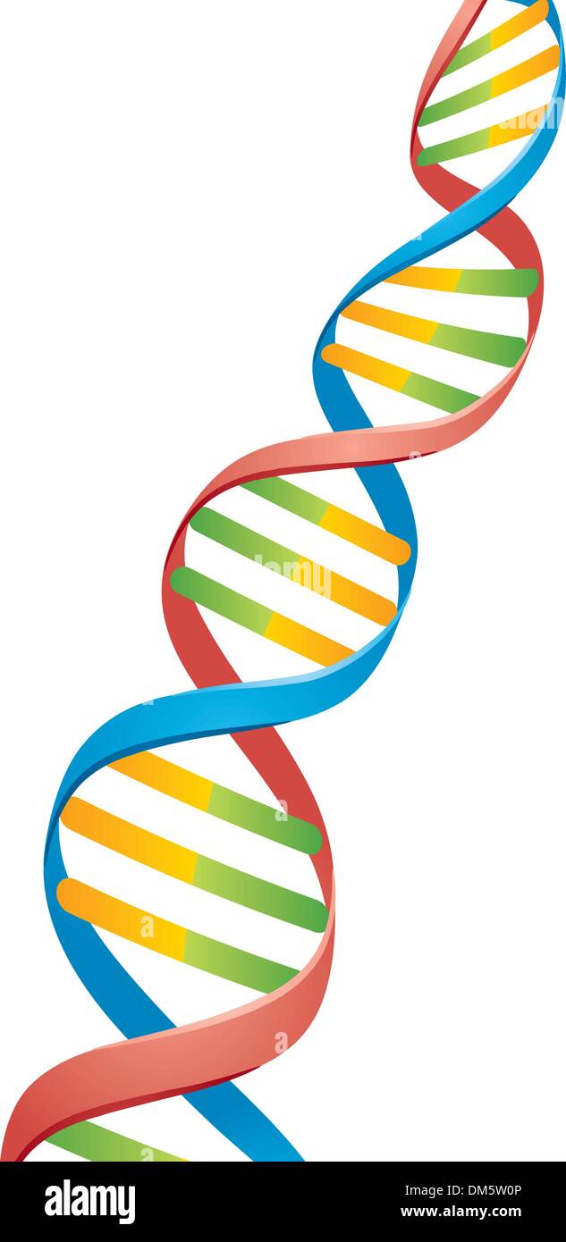 Hélice double brin d'ADN Illustration de Vecteur