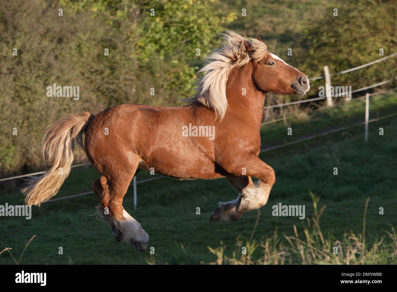 Cheval de Trait Belge, le Brabant. Adultes de châtaignier sur un pâturage au galop Banque D'Images