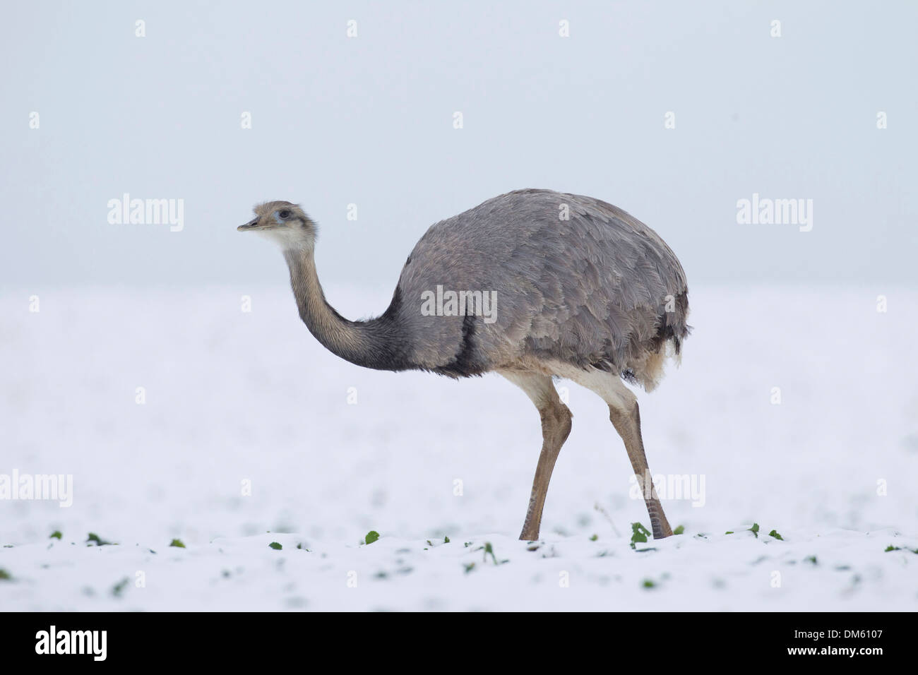 Nandou (Rhea americana) échappé d'une ferme à Mecklenburg-Vorpommern marche dans un champ neigeux Banque D'Images