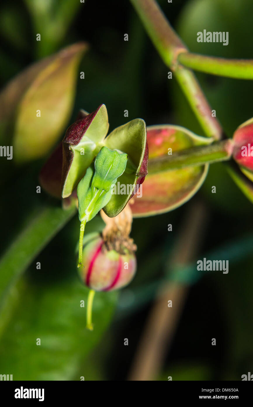 Amour - Macro Fleur d'oiseaux (nok noi num chok, nom de fleurs thaï) Banque D'Images