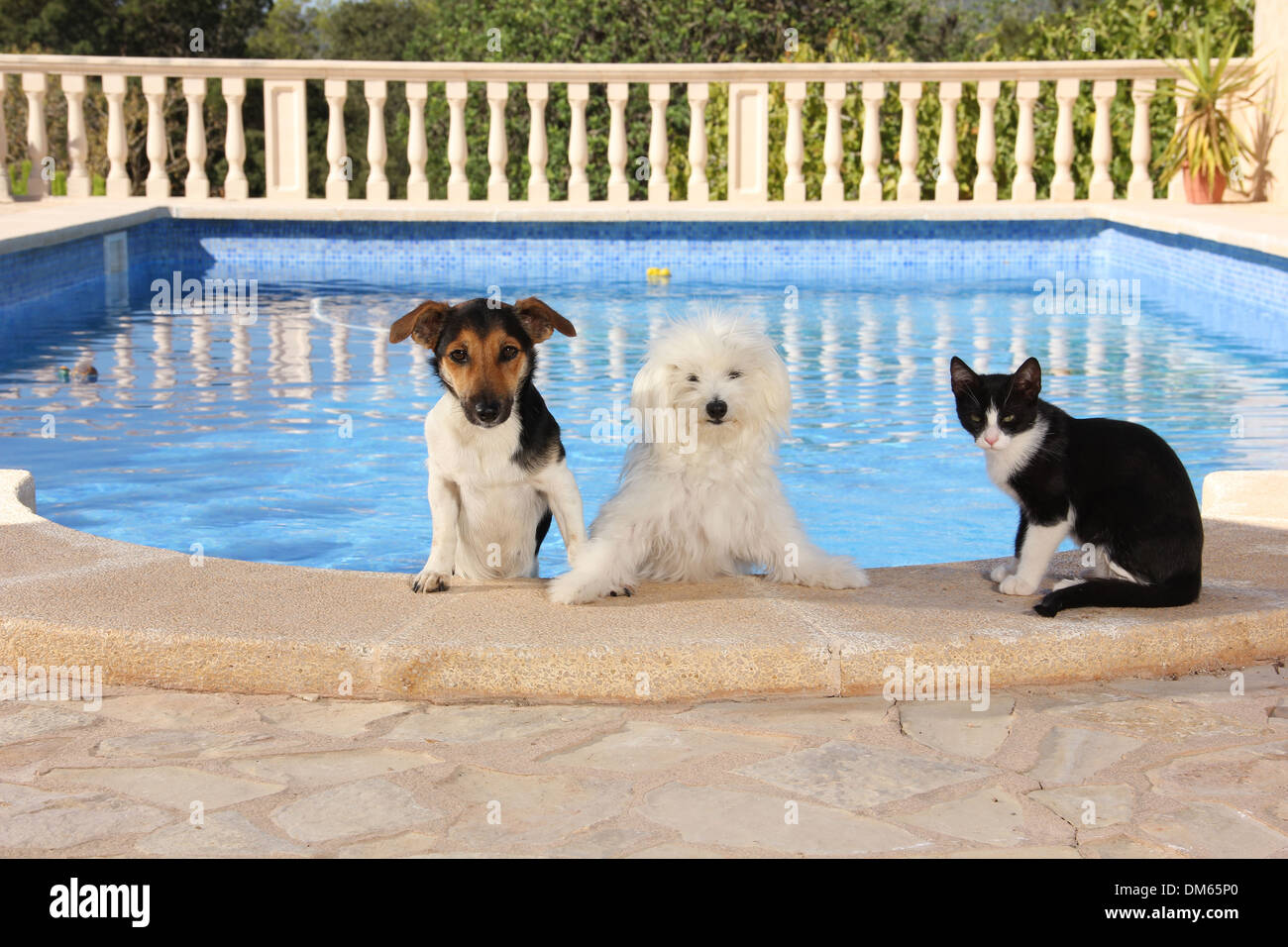 Jack Russell Terrier maltais chaton noir blanc à côté d'une piscine extérieure Banque D'Images