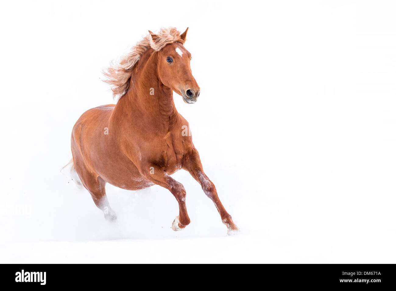 Cheval andalou. Cheval alezan galoper dans la neige Photo Stock