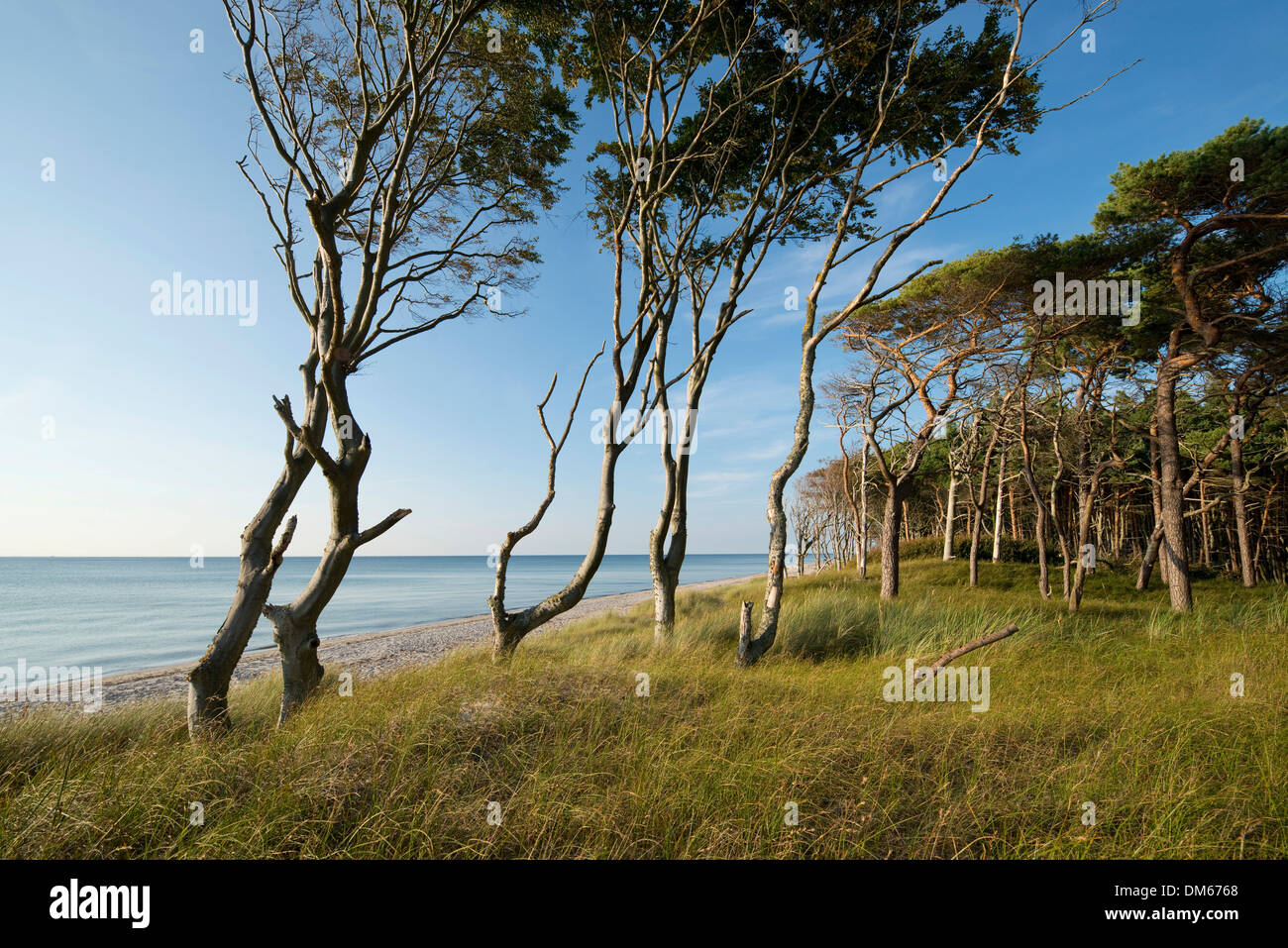 Wind-tordu des hêtres (Fagus sylvatica) et de pins (Pinus sylvestris) Le relais du lac, plage, mer Baltique, Darss, Poméranie occidentale Lagoon Banque D'Images