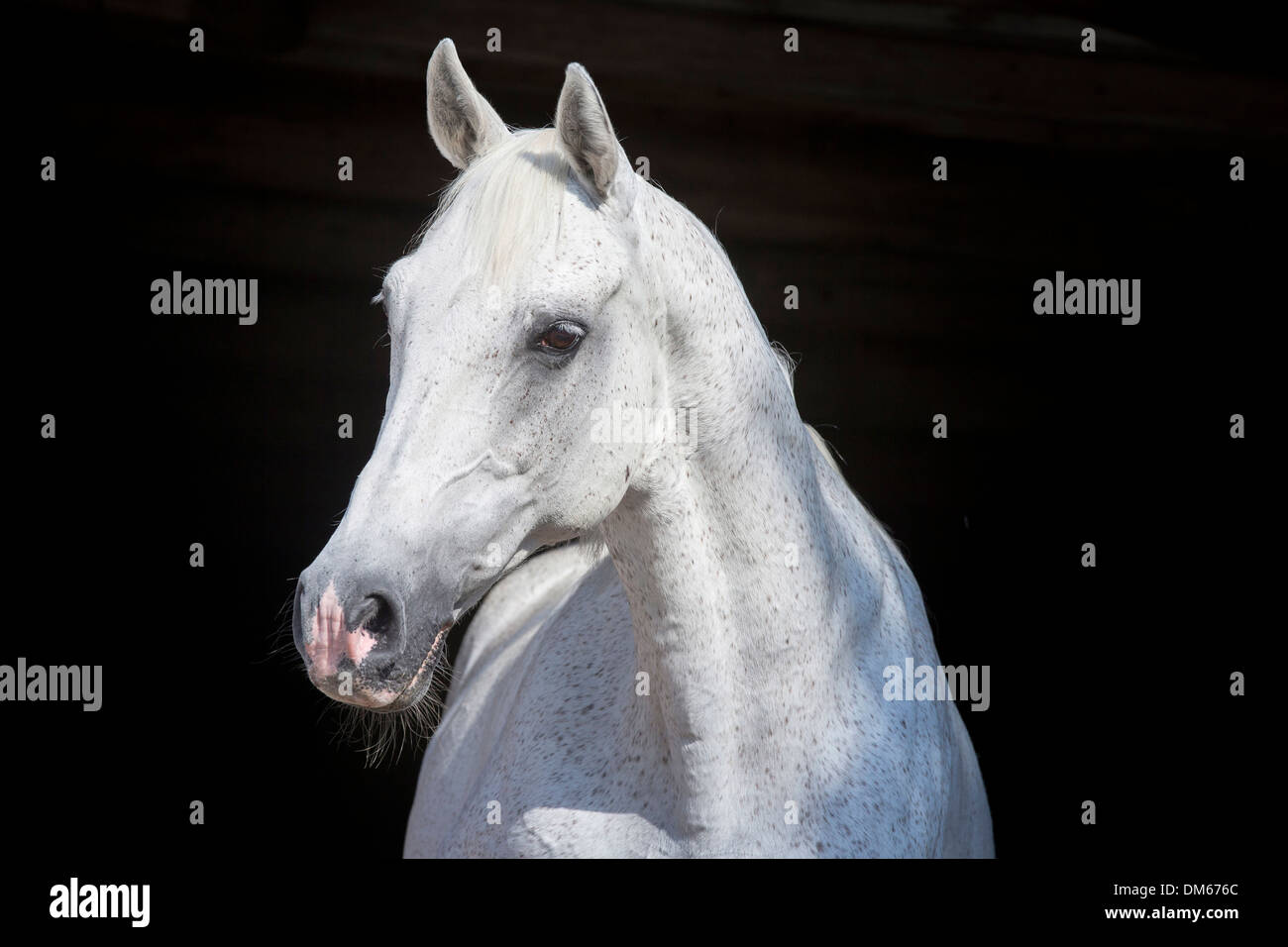 Anglo-Arabian Anglo-Arab Portrait of old grey mare Banque D'Images