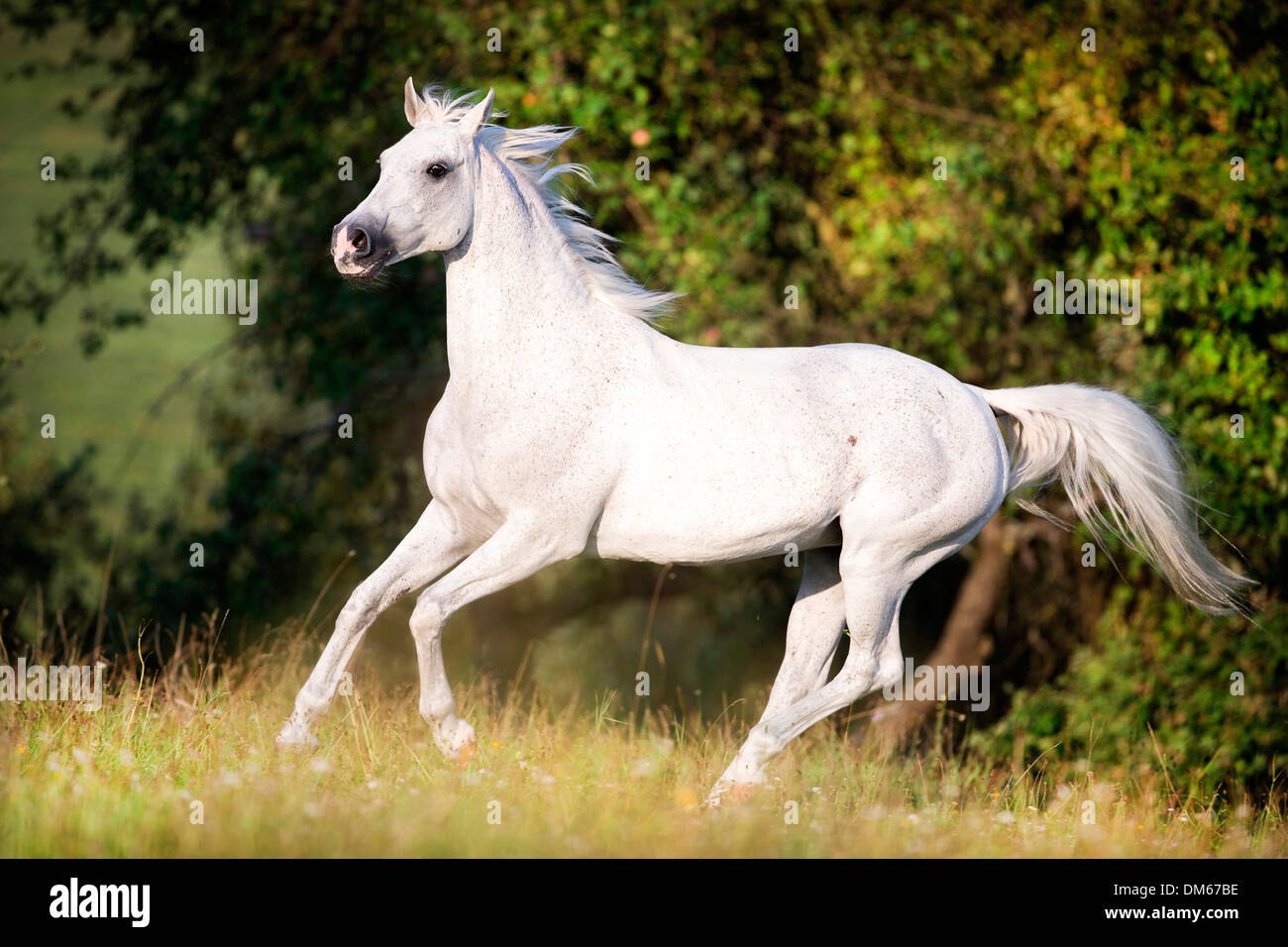 Anglo-Arabian Anglo-Arab jument grise pâturage au galop Banque D'Images