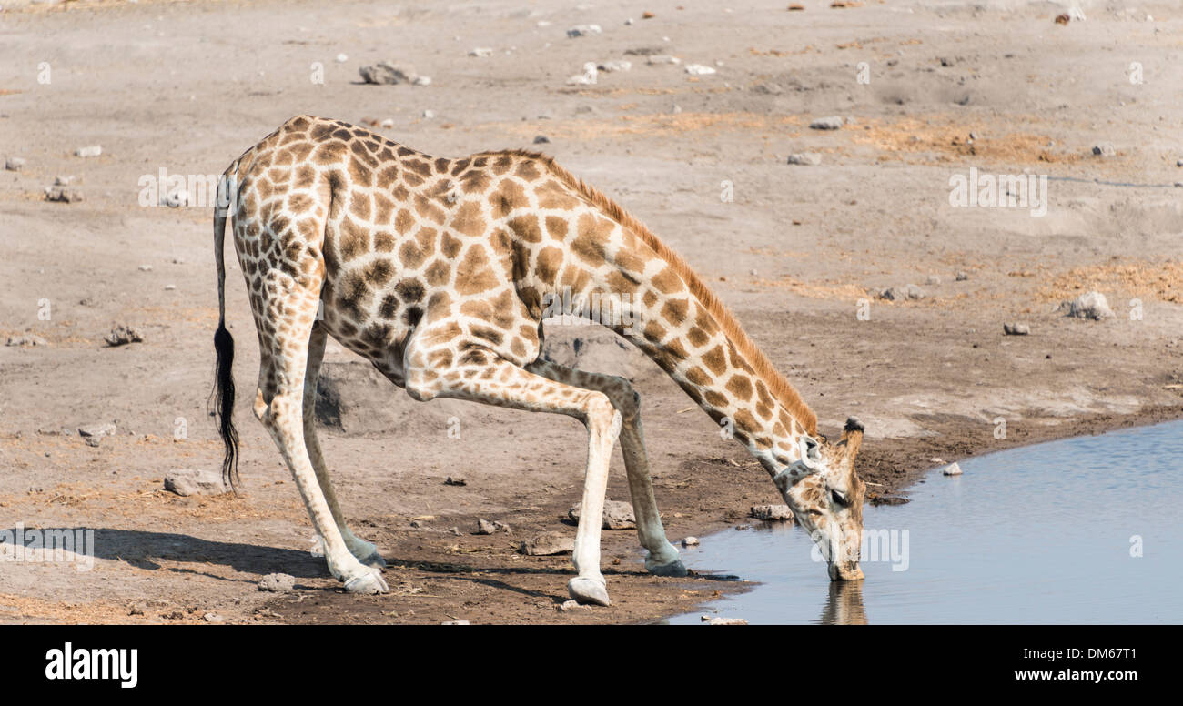 Girafe (Giraffa camelopardis) boire à l'eau Chudob, Etosha National Park, Namibie Banque D'Images