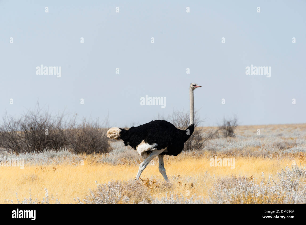 Autruche d'Afrique (Struthio camelus), Etosha National Park, Namibie Banque D'Images