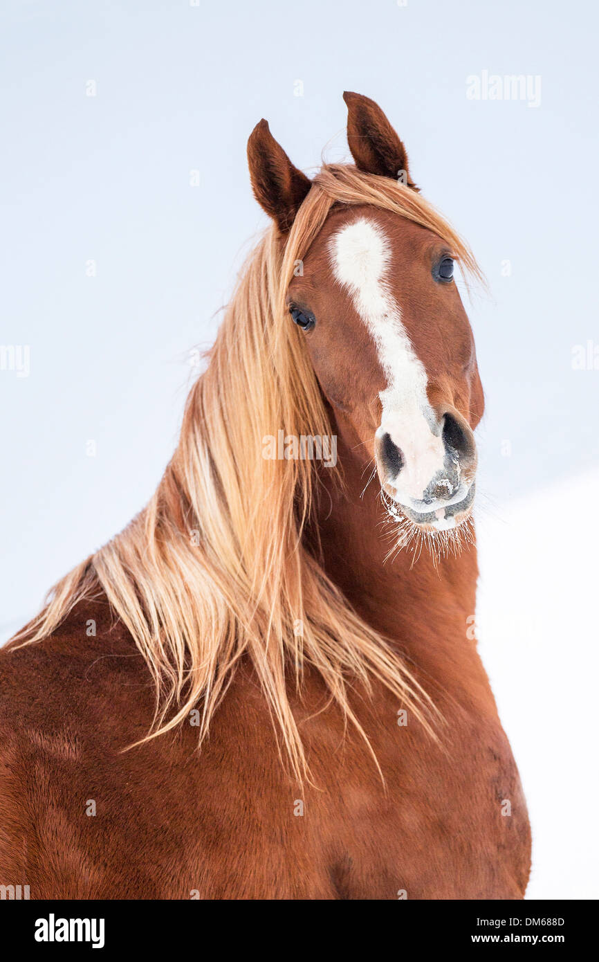 Portrait de cheval arabe jument alezane hiver Banque D'Images