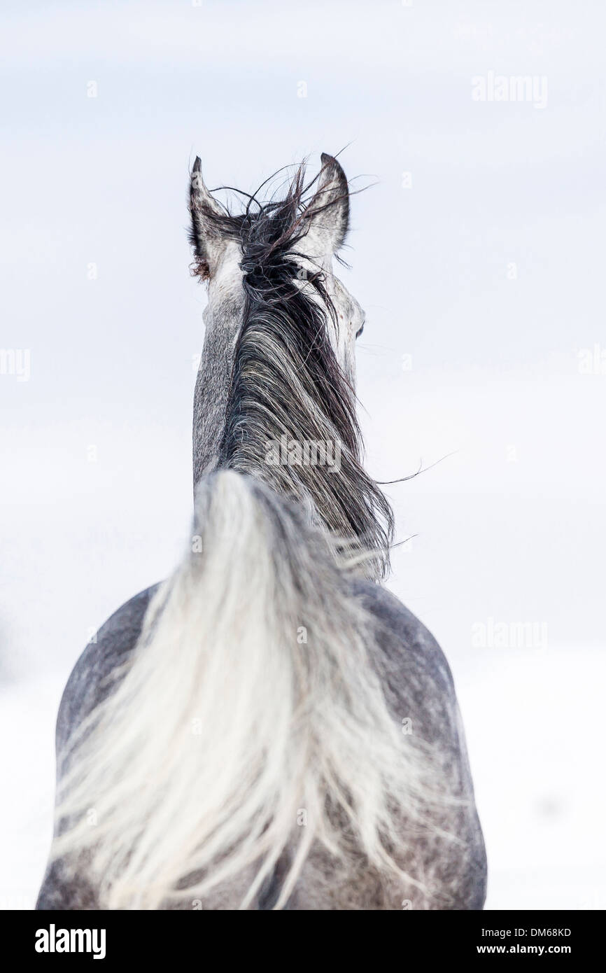 Arabian Horse étalon gris vu de derrière Banque D'Images