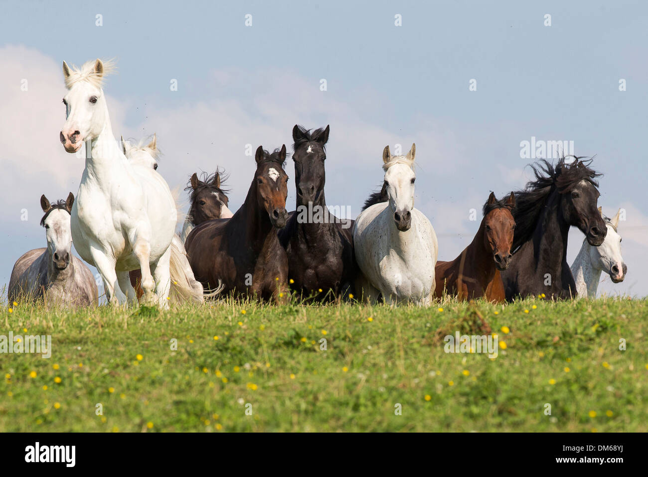 L'intérieur de différentes races de chevaux pâturage au galop Banque D'Images