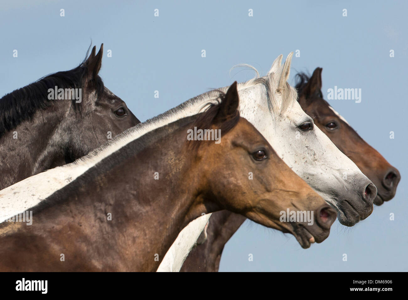 Cheval domestique Chevaux de différentes races portrait Banque D'Images