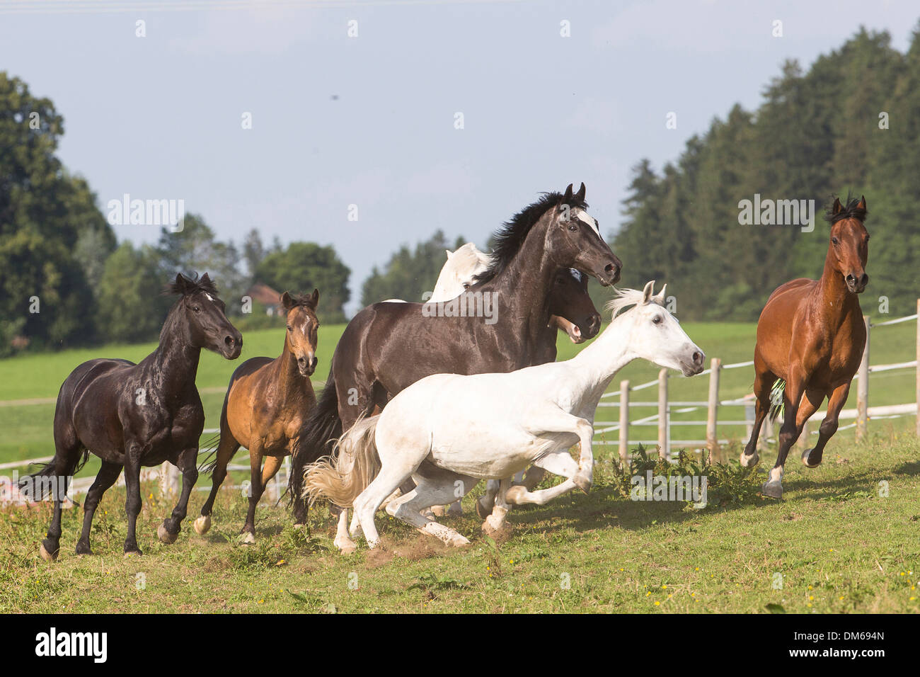 L'intérieur de différentes races de chevaux pâturage au galop Banque D'Images