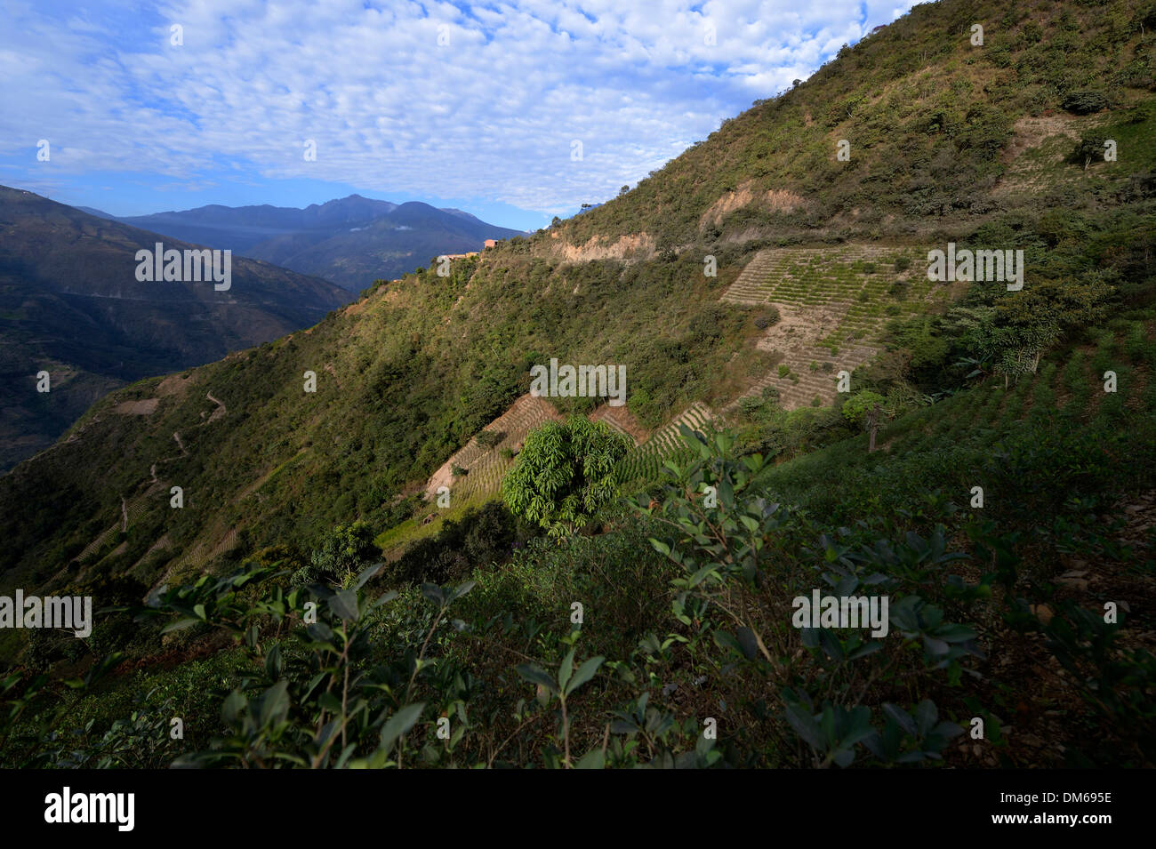 Les champs de coca illégale de coca, douilles (Erythroxylum coca) dans les Yungas, Coroico, département de La Paz, Bolivie Banque D'Images