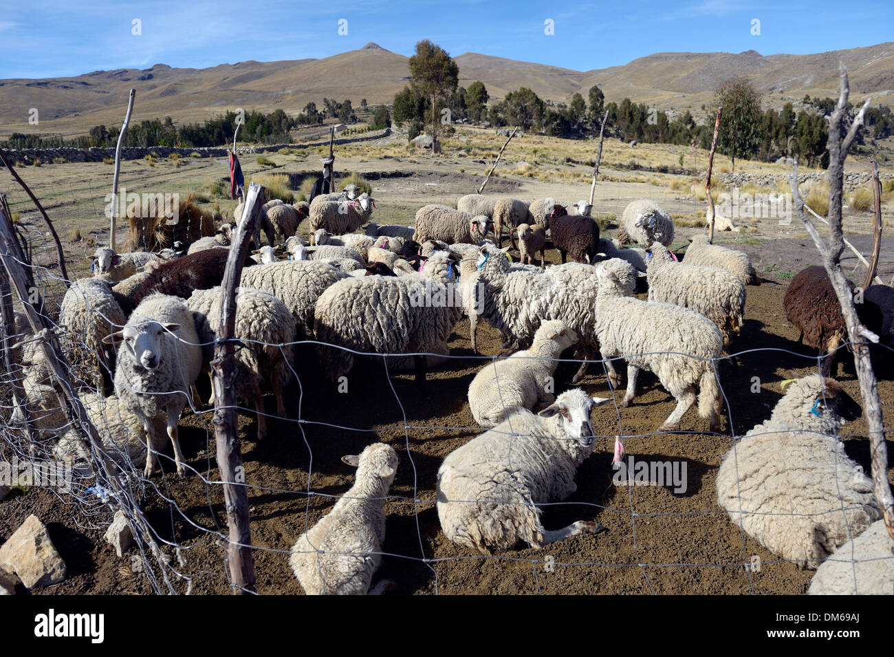 Troupeau de moutons dans les hautes Andes, Quispillaccta, Ayacucho, Pérou Banque D'Images