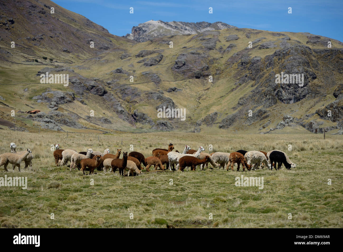 Troupeau de lama sur un pâturage dans les Andes, Quispillaccta, Ayacucho, Pérou Banque D'Images