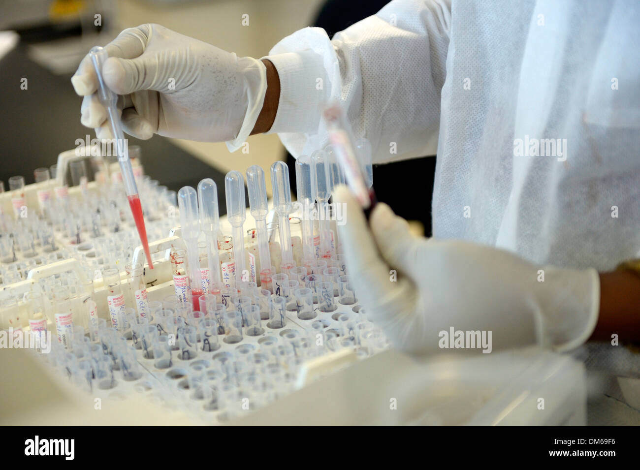 Un technicien de laboratoire est l'analyse des échantillons de sang dans un laboratoire, le don de sang de la Croix-Rouge Centre, Port-au-Prince, Haïti Banque D'Images