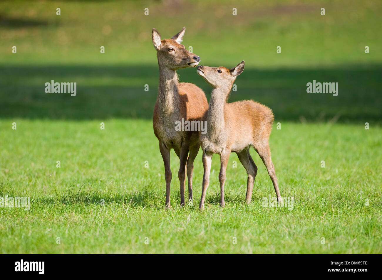 Red Deer (Cervus elaphus), le cerf et le veau dans un pré, captive, Bavière, Allemagne Banque D'Images