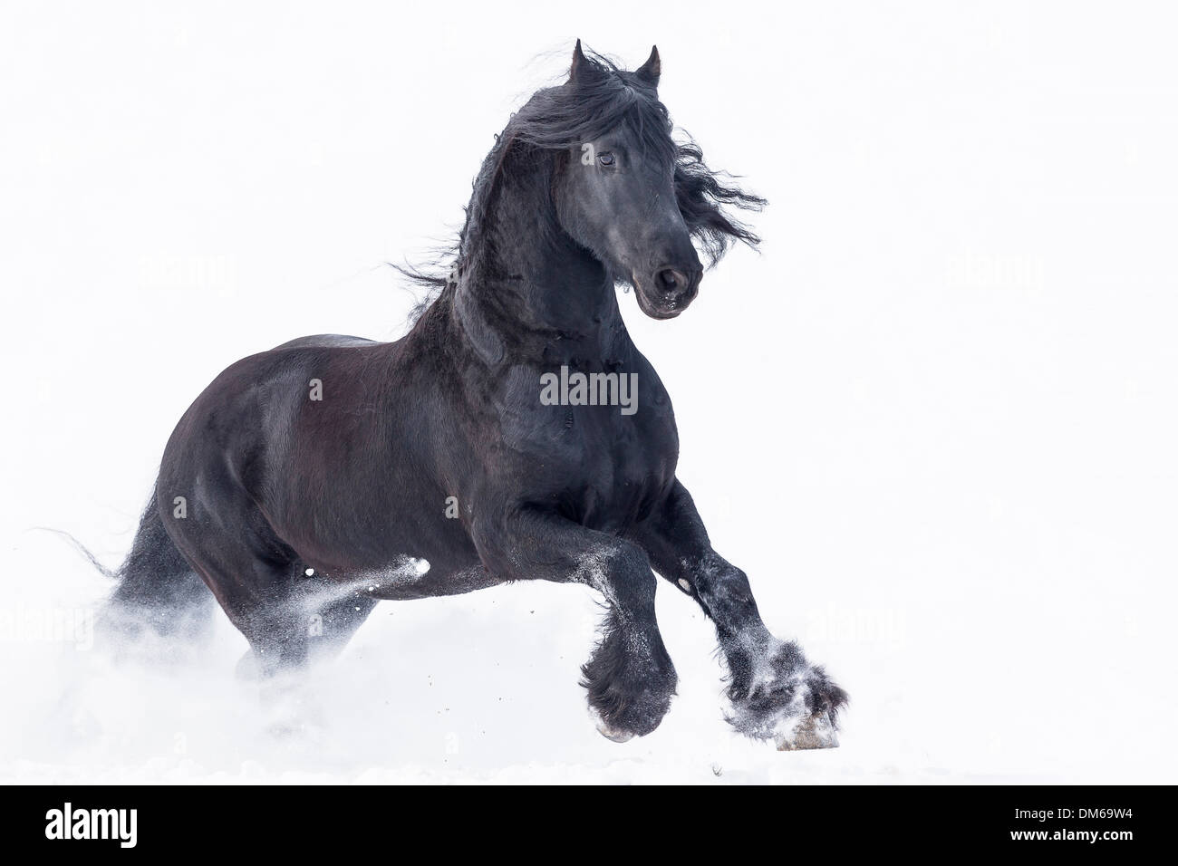 Cheval frison. Étalon noir sur un pâturage enneigé au galop Banque D'Images