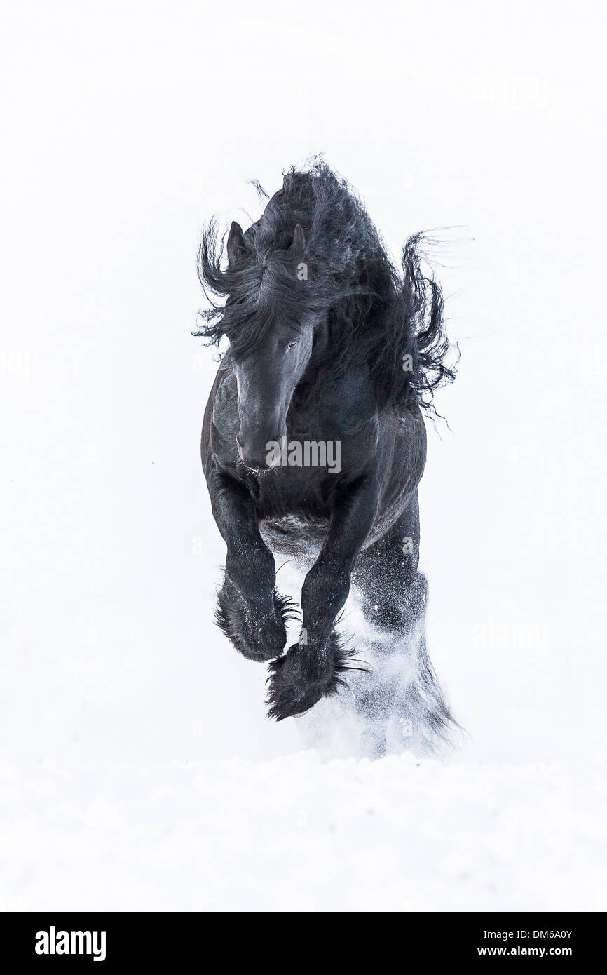 Cheval frison. Étalon noir sur un pâturage enneigé au galop Banque D'Images