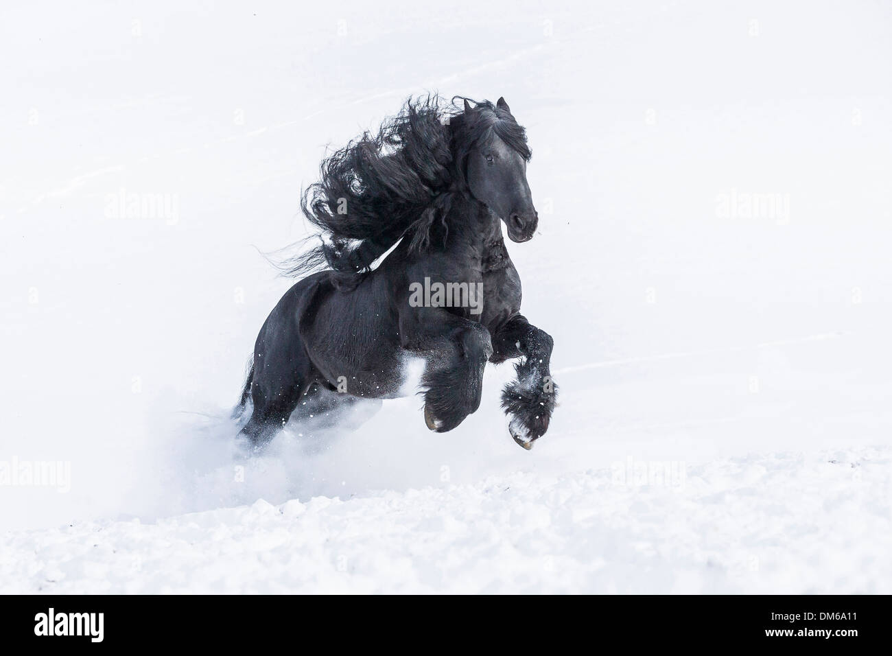 Cheval frison. Étalon noir sur un pâturage enneigé au galop Banque D'Images
