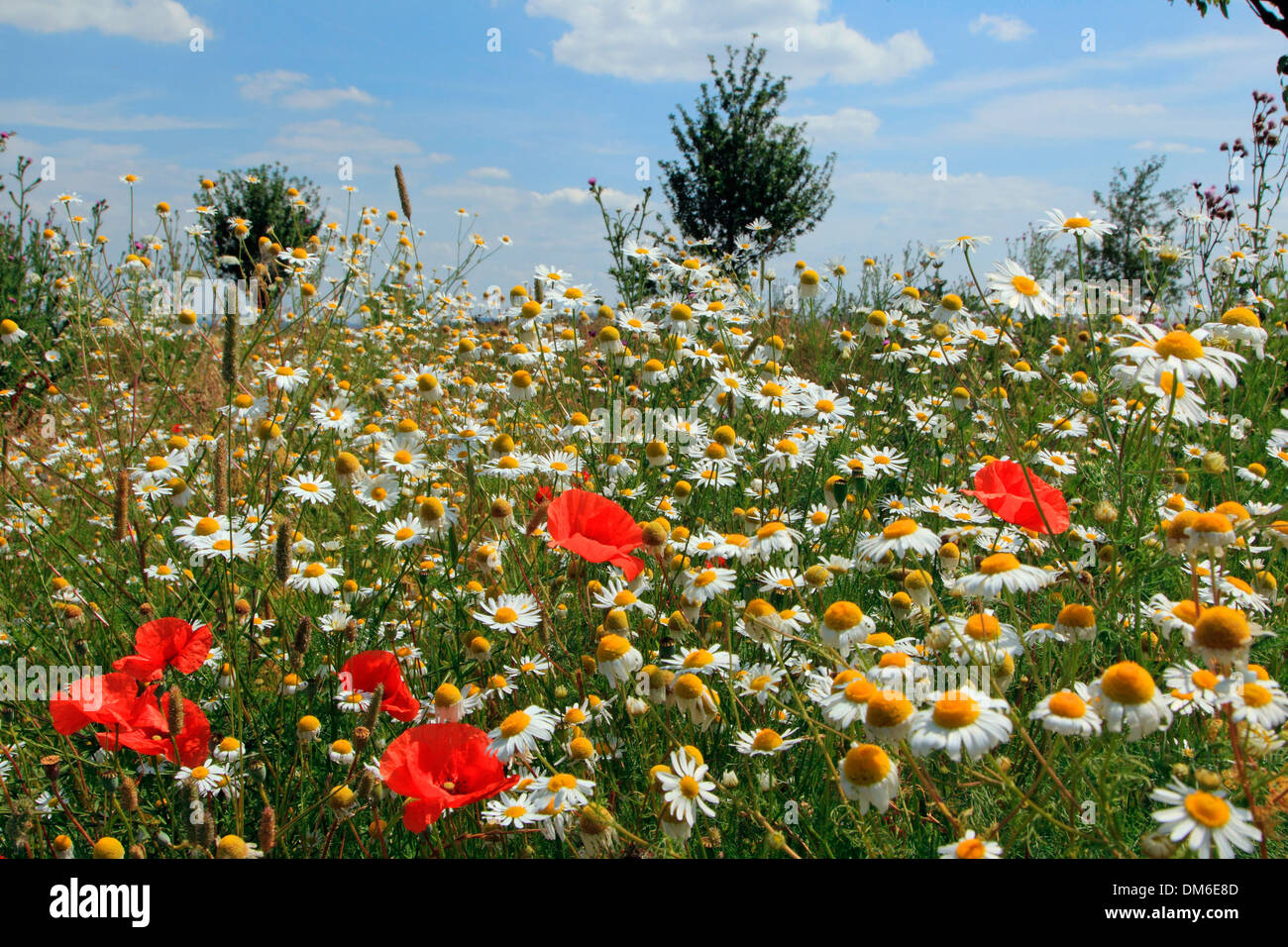 Prairie avec des fleurs Coquelicot (Papaver rhoeas) et de la marguerite blanche (Chrysanthemum leucanthemum Leucanthemum vulgare), à l'al. Banque D'Images