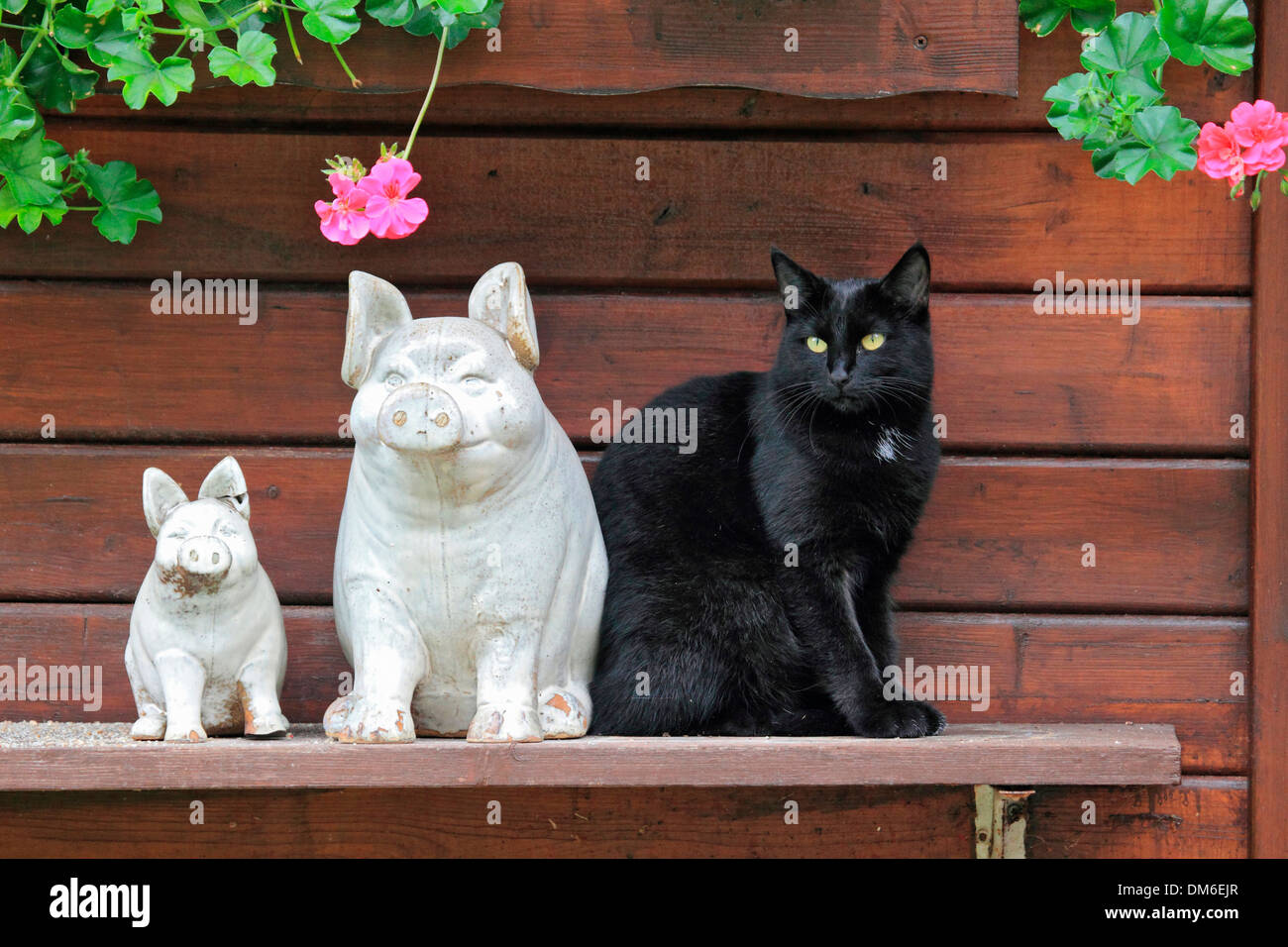 Chat domestique assis à côté statues de jardin heureux porcs Allemagne Banque D'Images