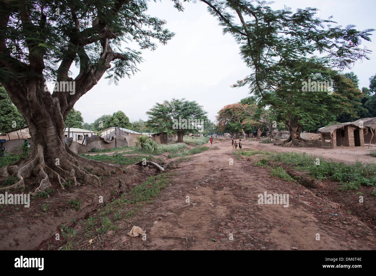 African tulip tree in Central African Republic Banque D'Images
