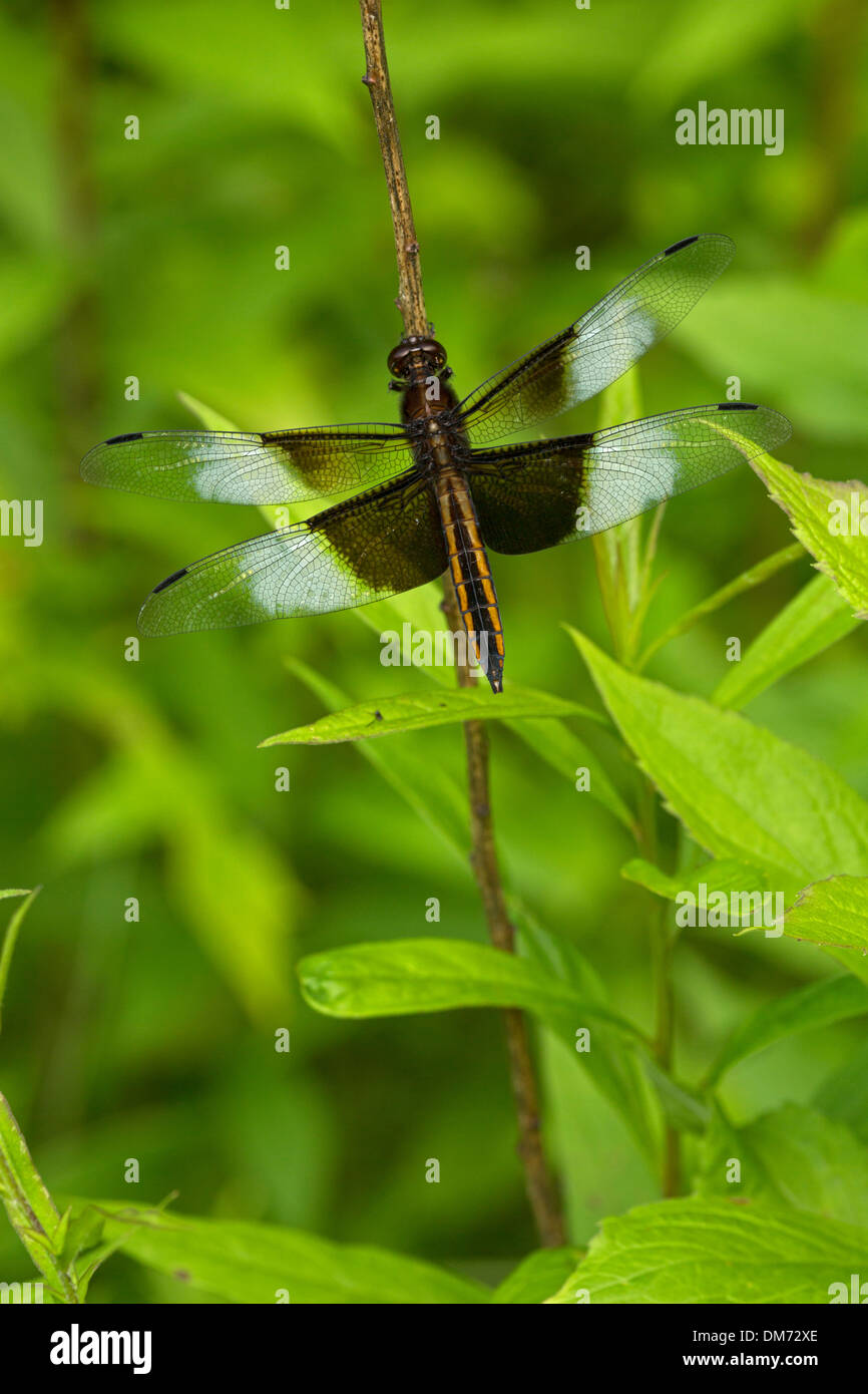 Widow Skimmer (Libellula luctuosa) est l'un du groupe des libellules connu comme le roi des récupérateurs, New York Banque D'Images