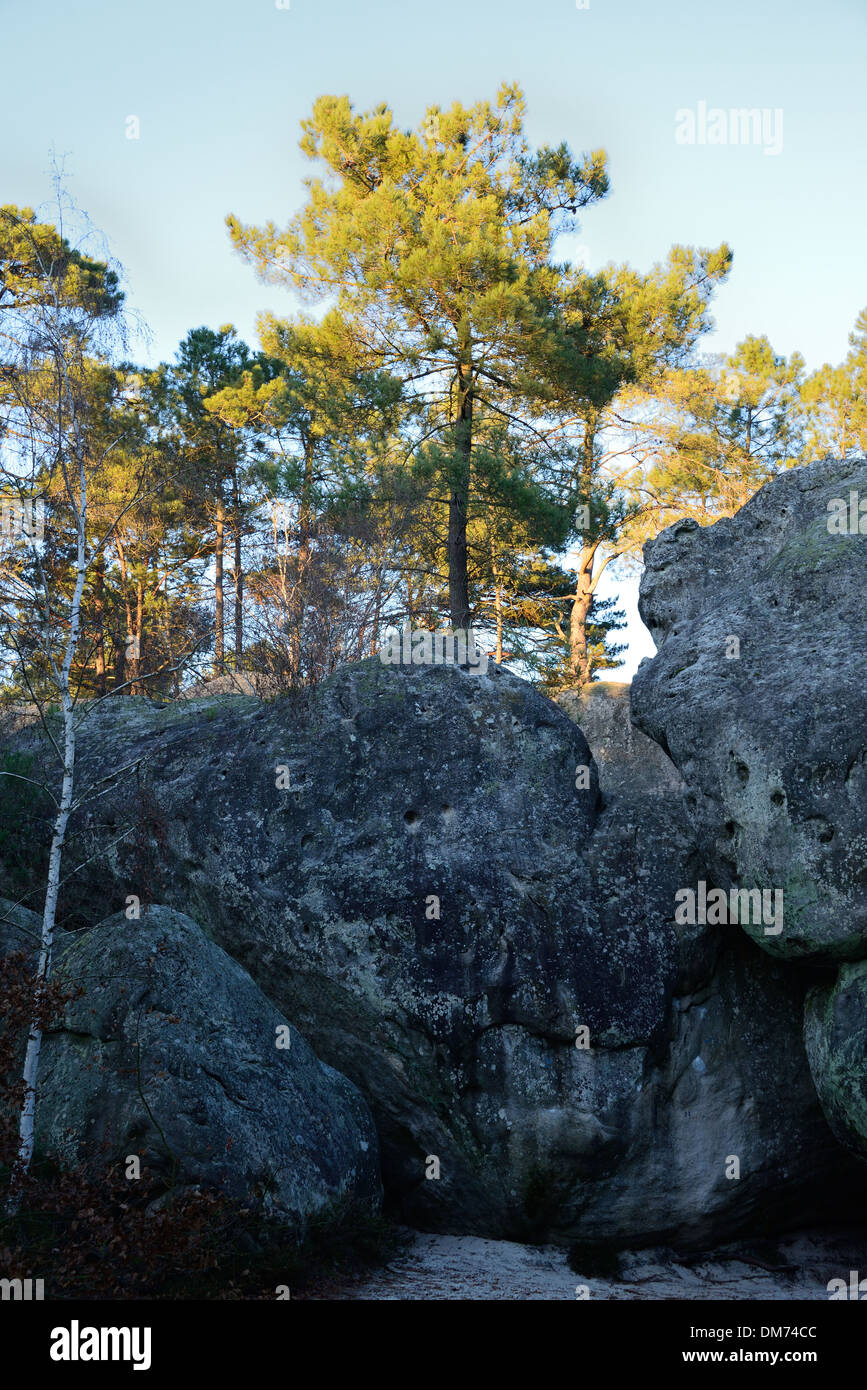 Des arbres dans la forêt de Fontainebleau Banque D'Images