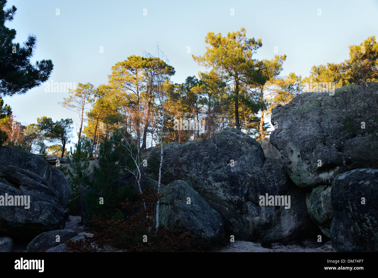 Des arbres dans la forêt de Fontainebleau Banque D'Images