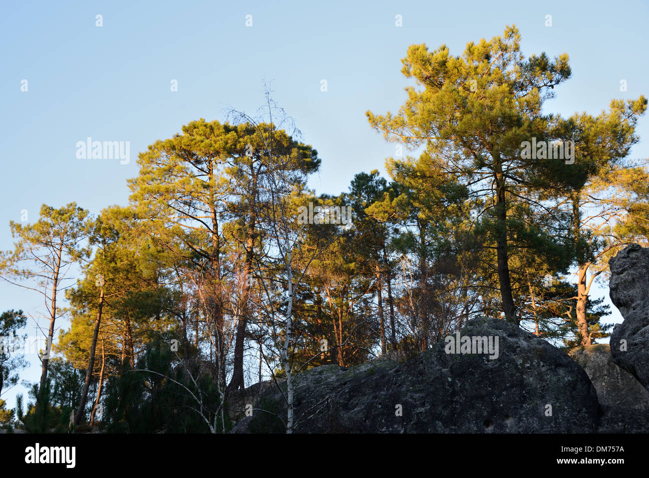 Des arbres dans la forêt de Fontainebleau Banque D'Images