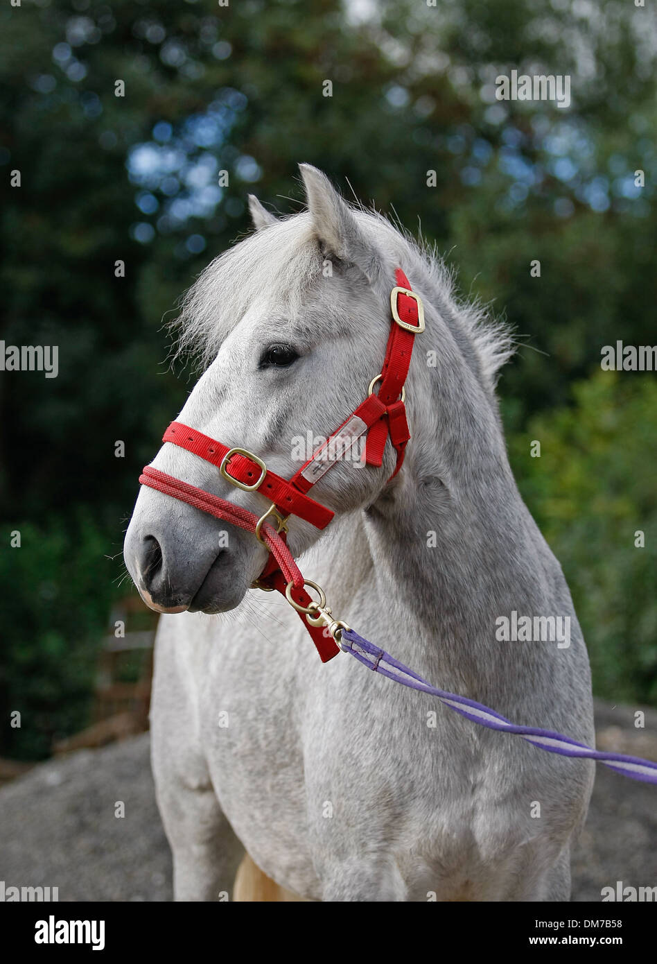 Un tir d'un étalon poney Eriskay Banque D'Images