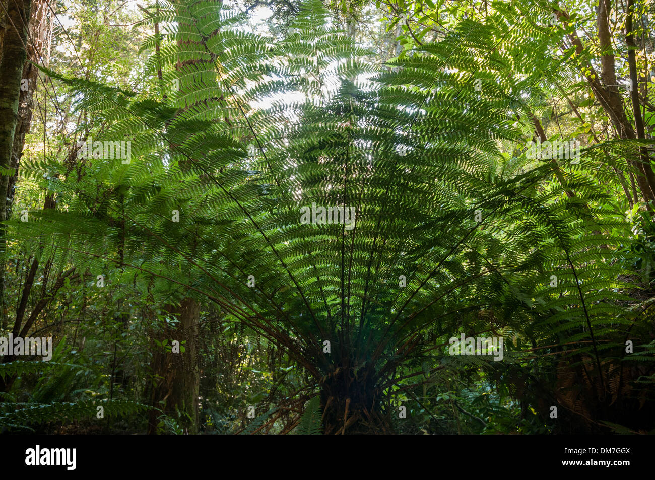 Fougère arborescente dans la forêt tropicale près de Purakaunui Falls, le Sud, Catlins Otago, île du Sud, Nouvelle-Zélande. Banque D'Images