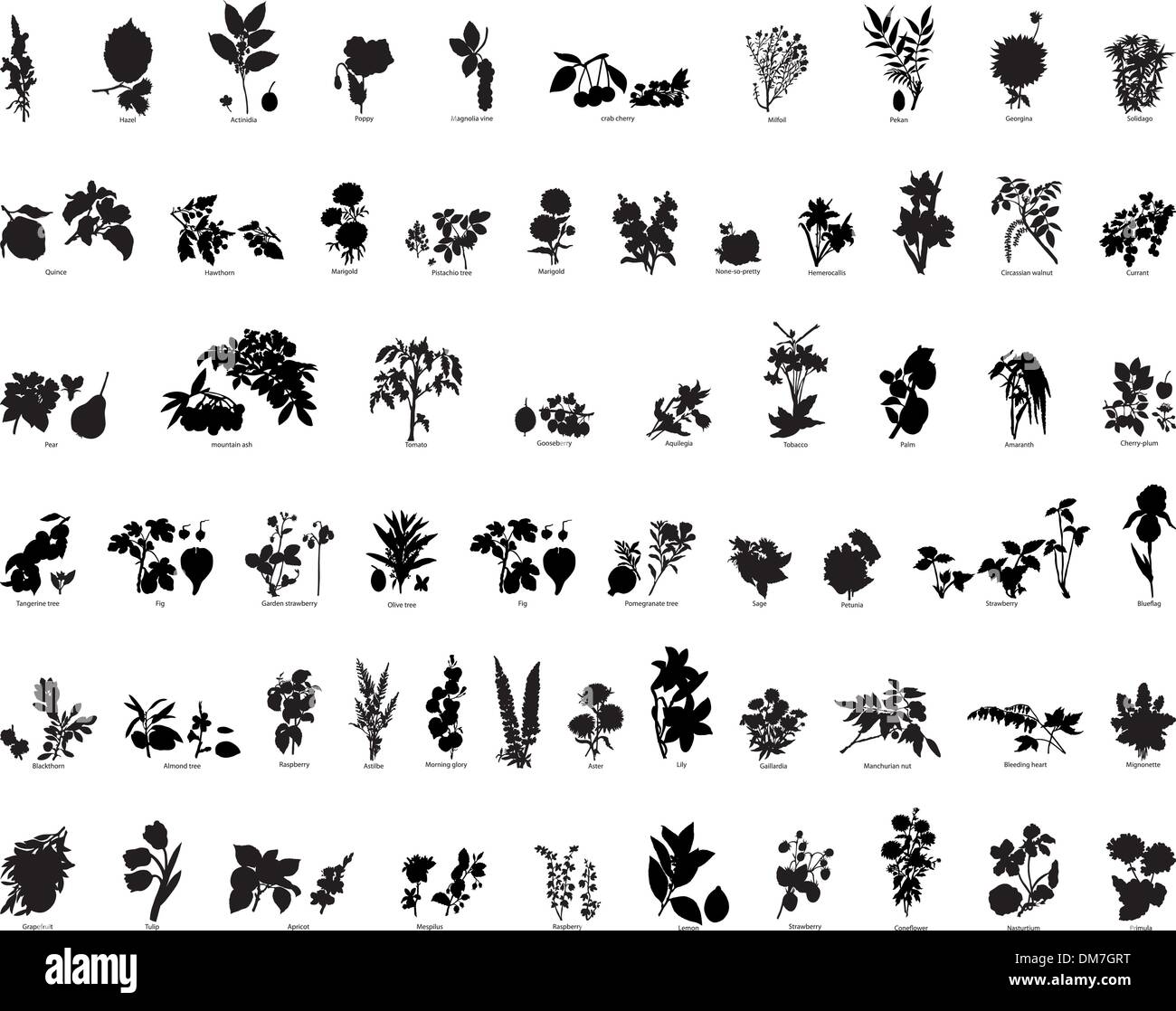 Les petits fruits et les silhouettes de fleurs Illustration de Vecteur