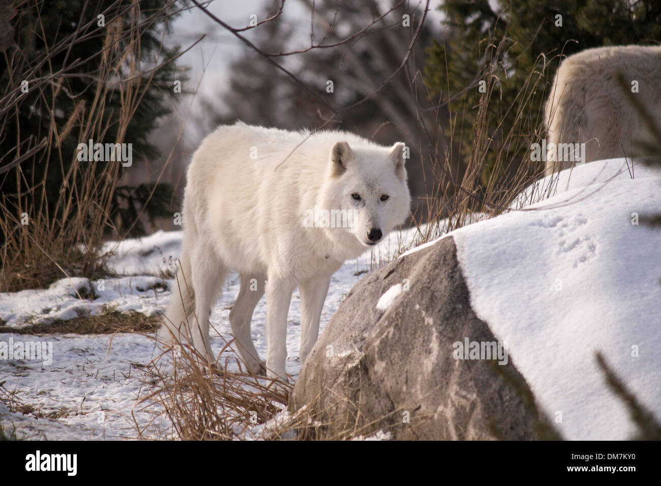 Le loup arctique (Canis lupus arctos ) à droite à l'appareil photo. Banque D'Images