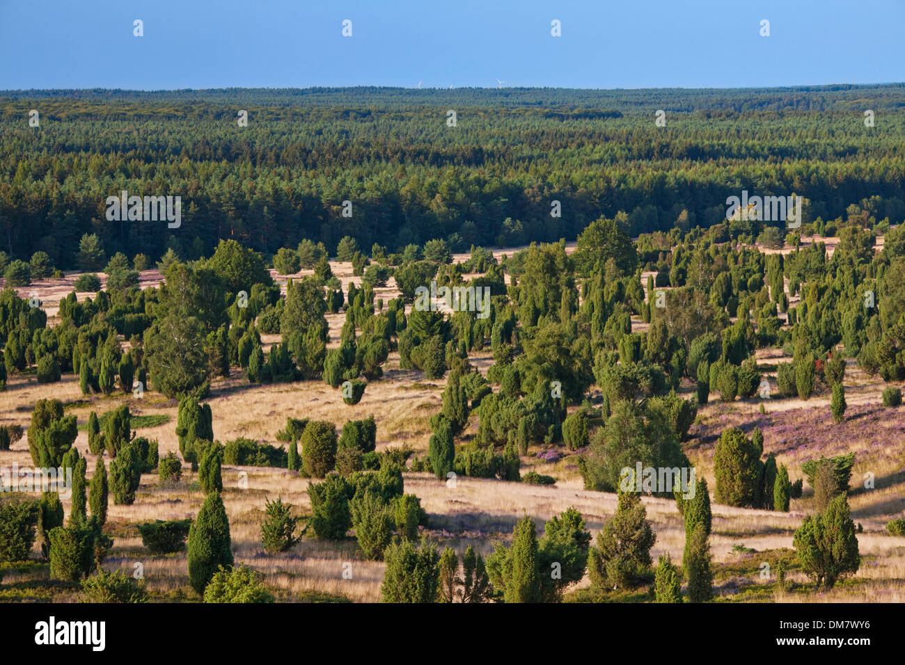 La Lande de Lunebourg / Lunenburg montrant le genévrier commun (Juniperus communis), Basse-Saxe, Allemagne Banque D'Images