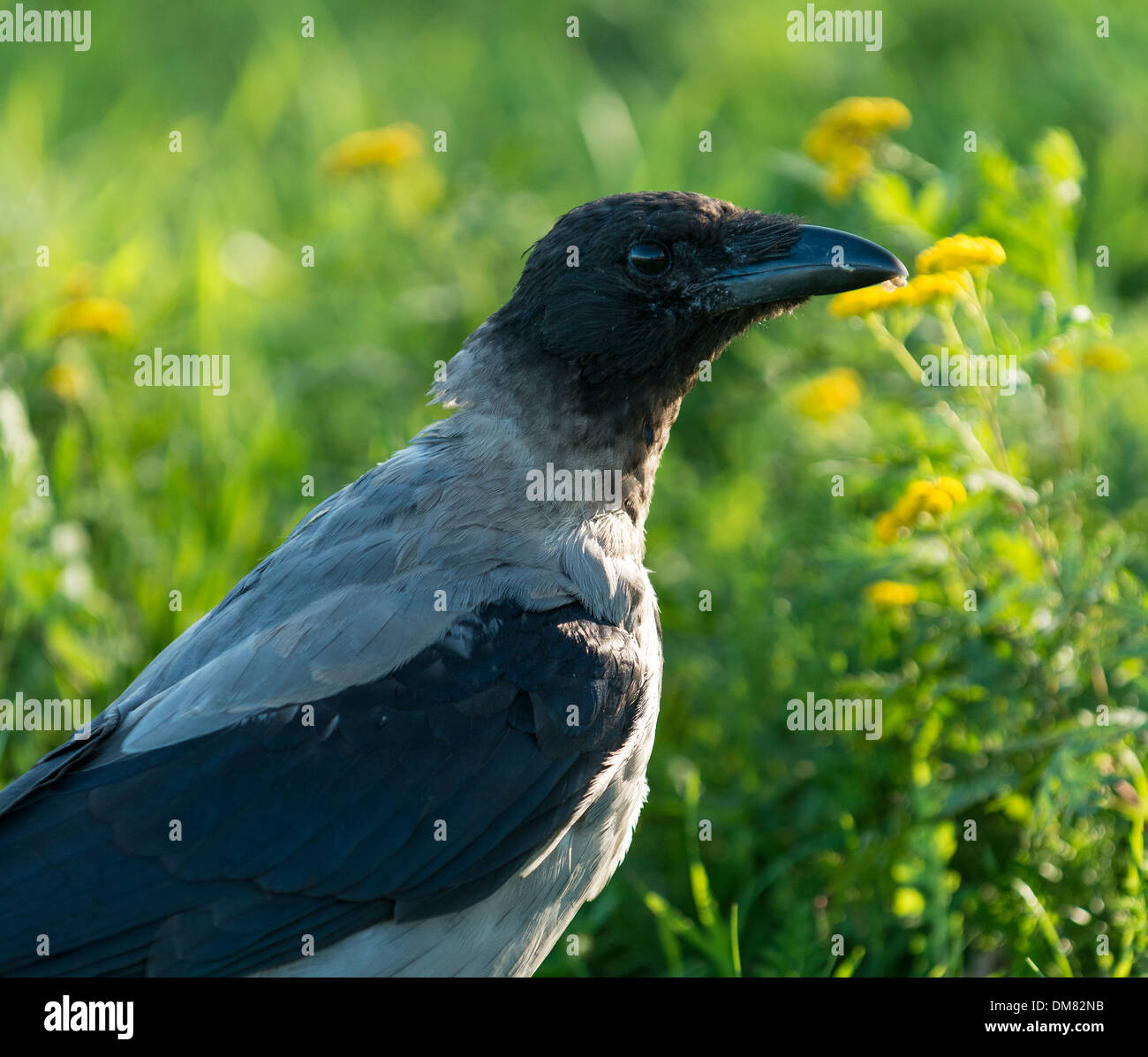 Corbeau noir et gris Banque de photographies et d’images à haute résolution Alamy