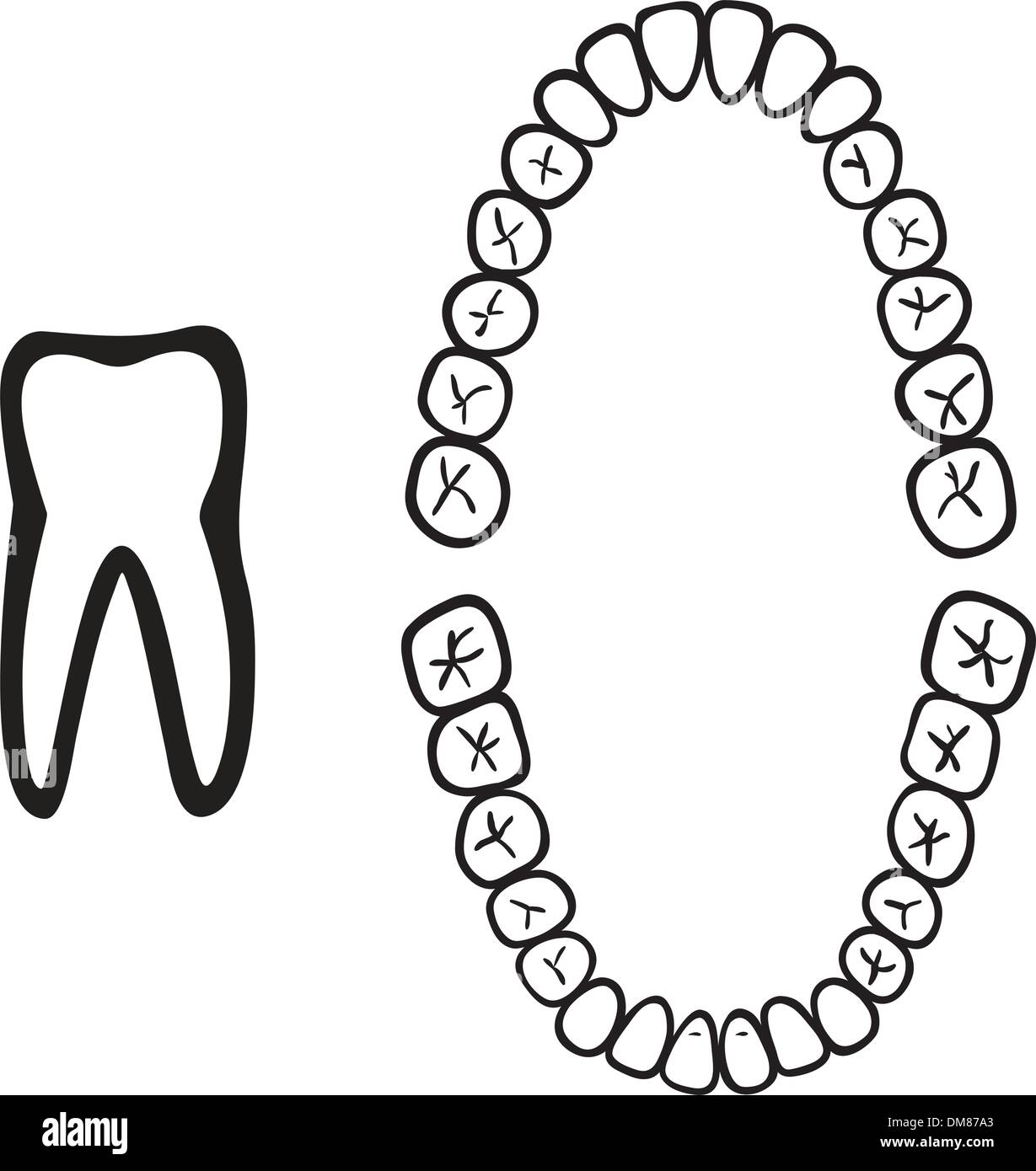 Vector nombre de dents isolées Illustration de Vecteur