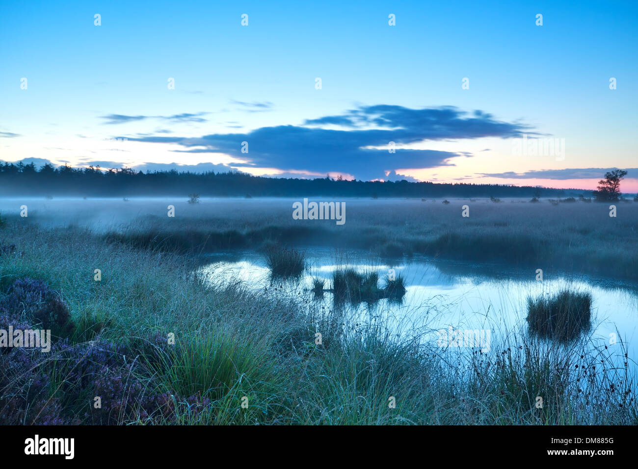 Matin brumeux sur swamp, Drenthe, Pays-Bas Banque D'Images