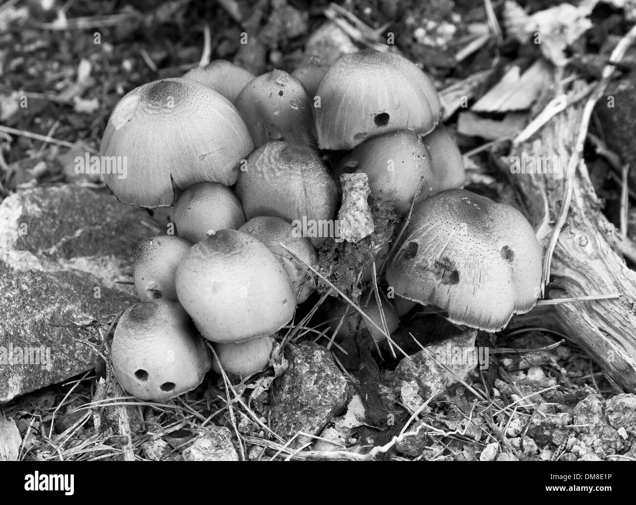 Photo en noir et blanc d'un groupe de champignons sur le sol forestier Banque D'Images