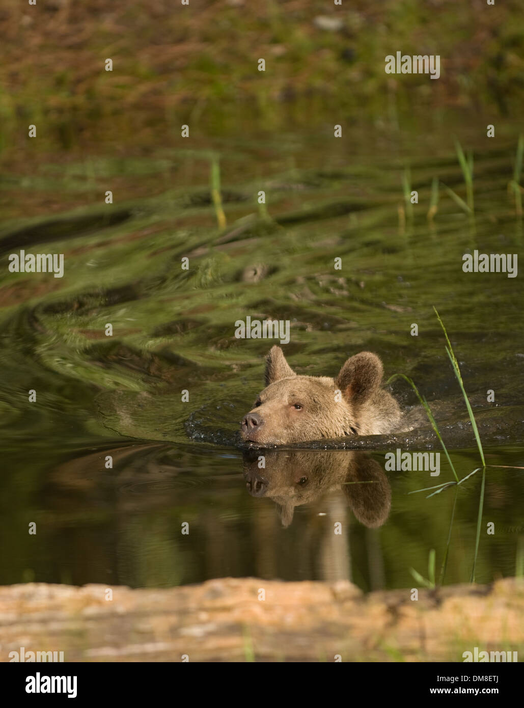 Grizzly bear dans l'eau d'un étang peu profond Banque D'Images