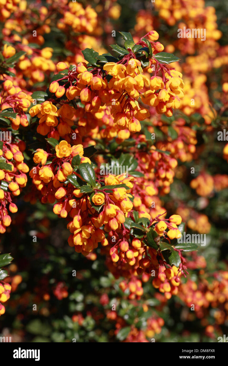 Ou de l'épine-vinette Berberis darwinii Pepperidge, Bush, Berberidaceae. Le sud de l'Amérique du Sud. Banque D'Images